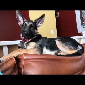 Meet your Posher, Wendy